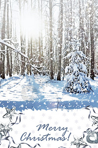 冬天风景背的圣诞树在冬季图片