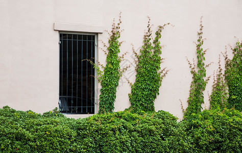 绿灌木和黑窗的石膏背景图片