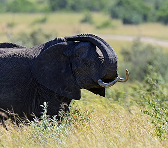 非洲大象的自然栖息地图片