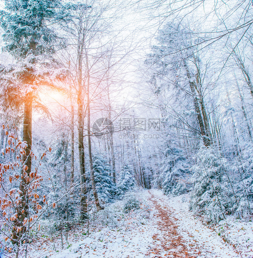 冬天风景树在霜图片