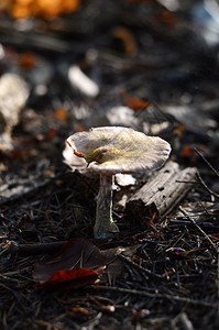 森林里的蘑菇背景图片