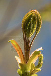 春天的枝条盛开的花蕾图片