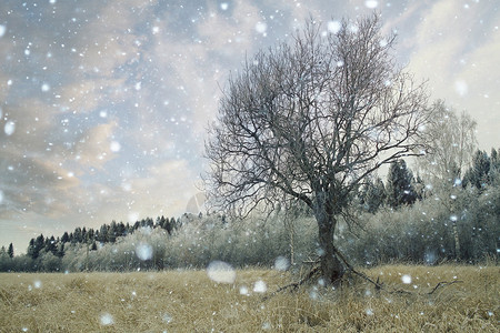与雪域和树的冬天风景图片