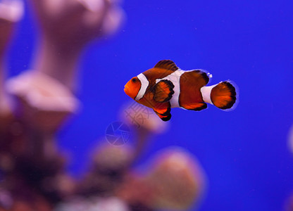 小丑鱼在水族馆水中的形象图片