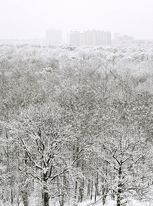 冬季降雪中的雪林和城市房屋的俯视图图片
