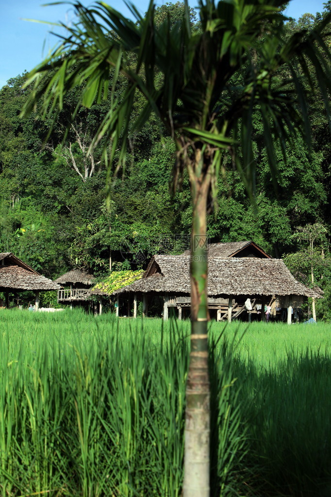 东南亚泰国北部Chiangmai北面清道村附近Lahu或Lisu少数民族的农村在Thongasia省Nichang图片