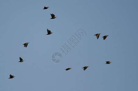 在蓝天中飞翔的椋鸟群图片