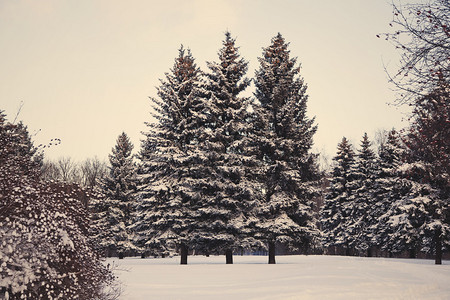 公园雪中的圣诞树冬天的图片