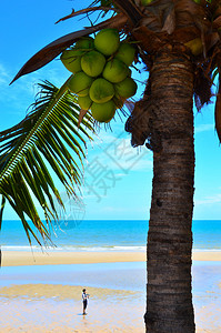 椰子树和海滩上的人图片
