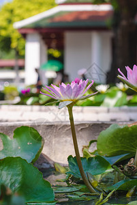 阳光下盛开的紫色莲花图片