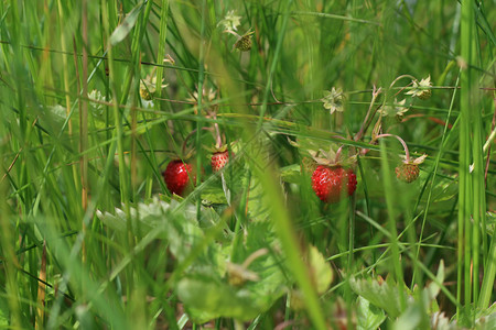 草丛中的野草莓图片