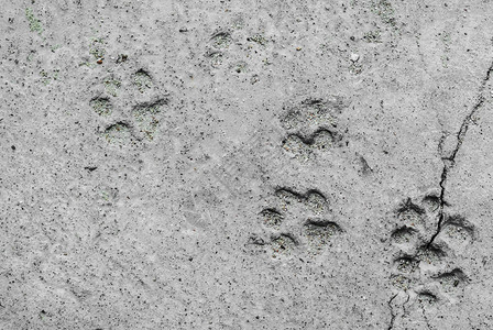 地面上的动物脚印图片