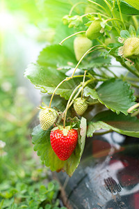 一份草莓植物的单独照片上面图片