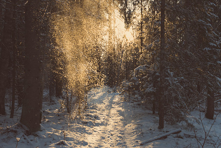 冬季森林景观中的树木积雪图片