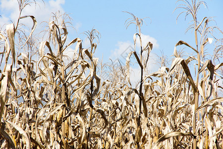 玉米地的旱季图片