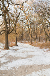 冬季的行人道路地面下雪树木没有叶图片