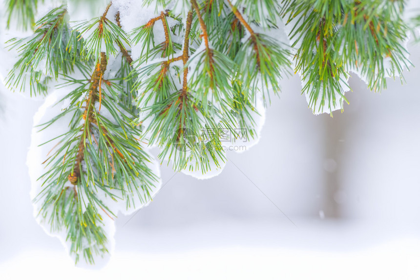 常青树的枝杈从后面被雪覆盖瑞典图片