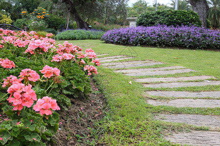 花园中带小路的花卉园艺景观图片