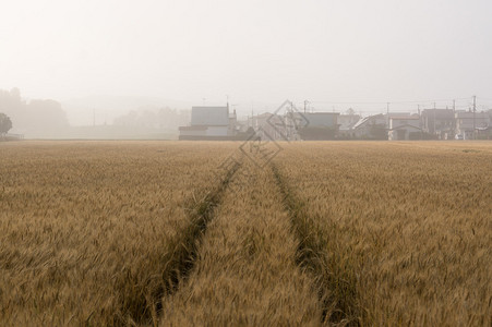 大麦田被晨雾覆盖绵延数英里图片