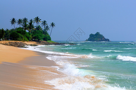 斯里兰卡有棕榈的图片