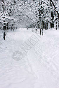 有雪道的冬天森林图片