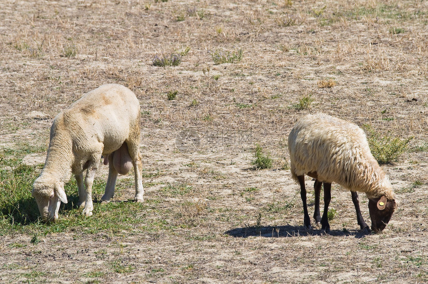 羊群放牧图片
