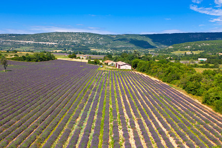 法国普罗旺斯的紫菜田从上方查看图片