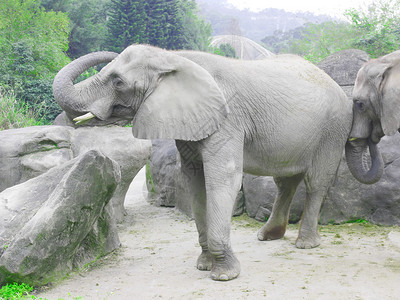 动物园大象图片