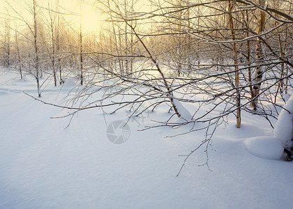 日落时风景冬季森林图片