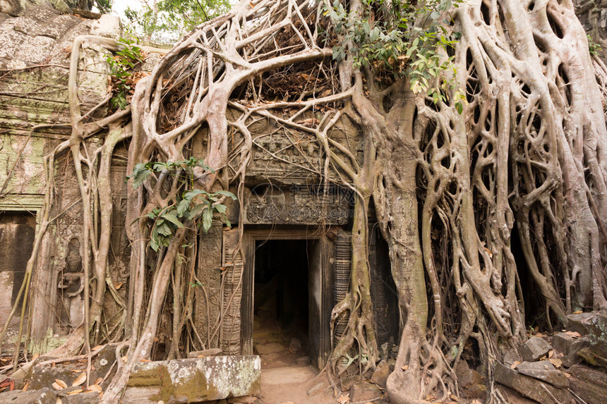 古代高棉建筑TaProhm寺庙在柬埔寨吴哥WatSie图片