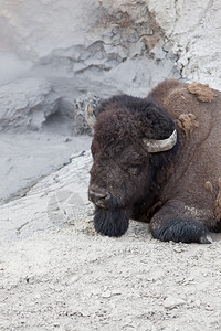 在黄石公园的热火山泥池旁放松一只雄野牛高清图片