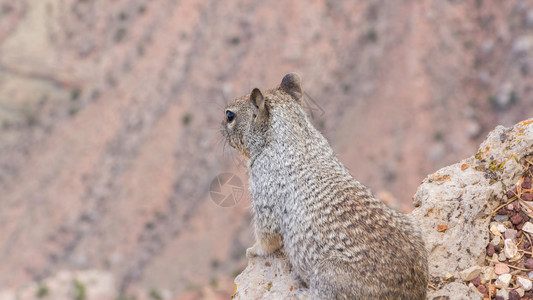 松鼠在大峡谷的瞭望台图片