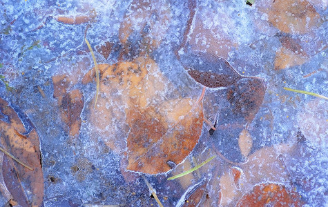 秋天的枯叶冻在冰里图片