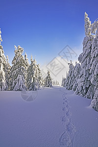 冬季景观与树木的视图图片