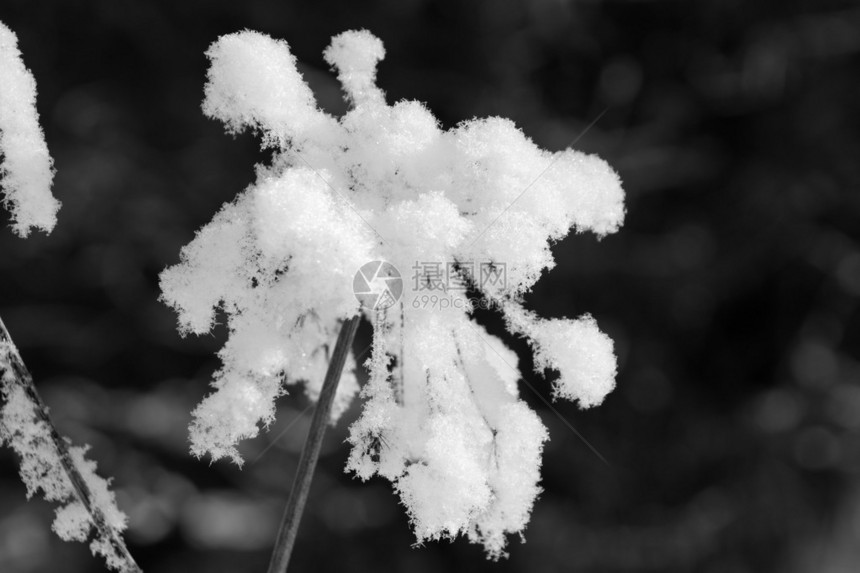 有雪的树黑白照片图片