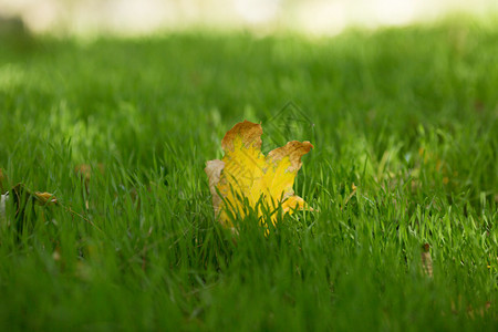 绿草地上落下的黄叶图片