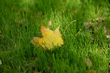 绿草地上落下的黄叶图片