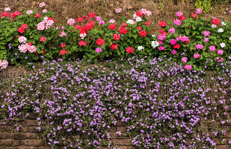 旧红土石栅墙上的五颜六色的花图片
