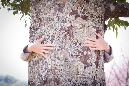树抱手抱保护爱生态概念图片