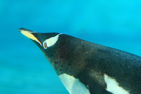 水下巴布亚企鹅图片
