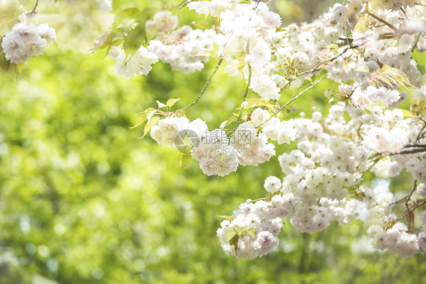 日本京都的Sakuura季节图片