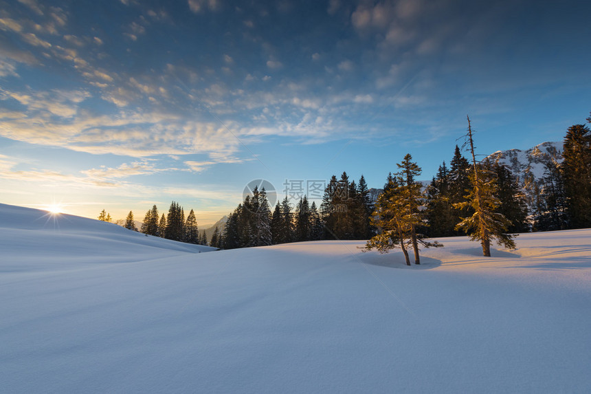 两棵树站在奥地利冬季景观的夕阳之光图片