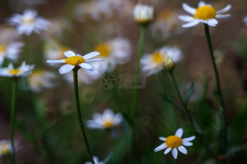 夕阳下的白色野甘菊花图片