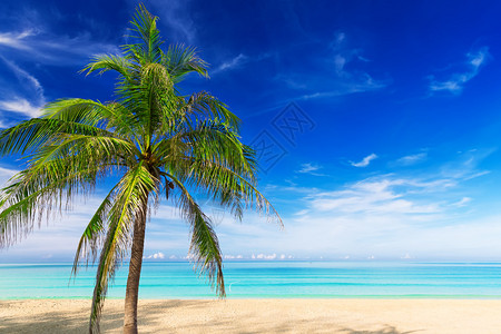 泰国普吉海滩上有棕榈图片