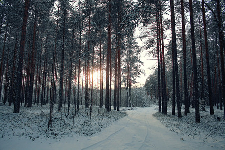 冬季森林中的雪树景观图片
