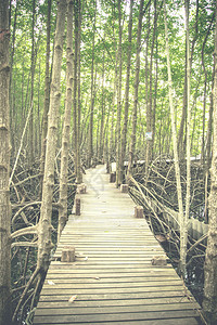 靠近红树林的大自然中的老式木桥图片