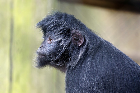 黑章卡普琴猴CebusA背景图片