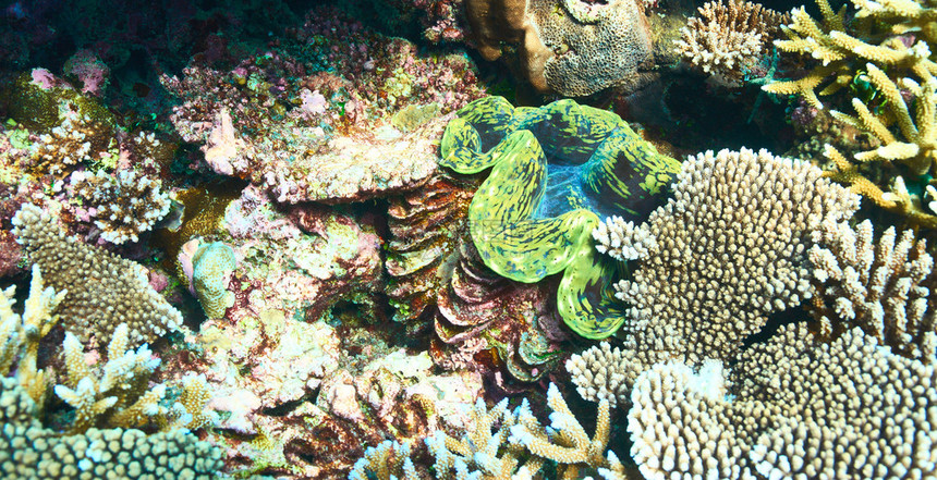 热带珊瑚礁的巨蛤Tridacna图片