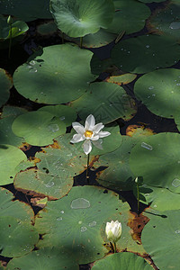 湖上一朵白莲花图片