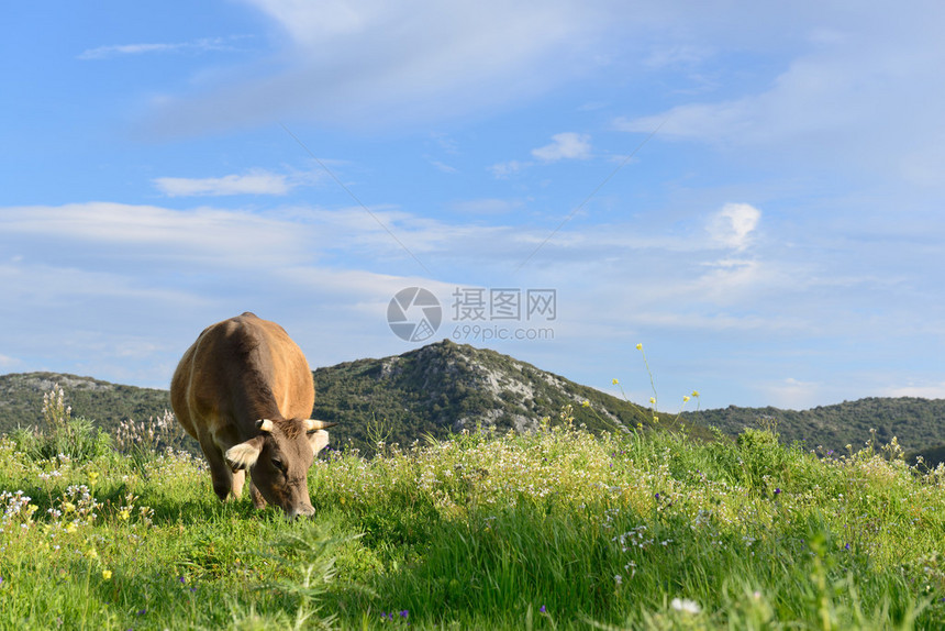 山牛在绿草地里放牧春